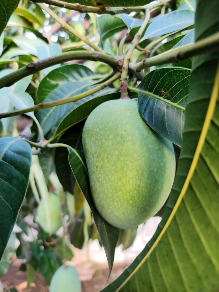 A single green mango hanging from a branch amid leaves