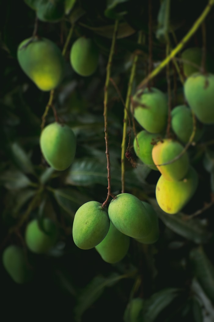 Mangoes on a tree branch, dark moody lighting