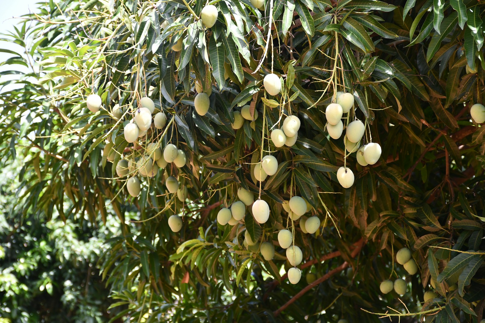 A canopy of ripening green-gold mangoes hanging from leafy branches at a Florida mango grove in Lake Clarke Shores